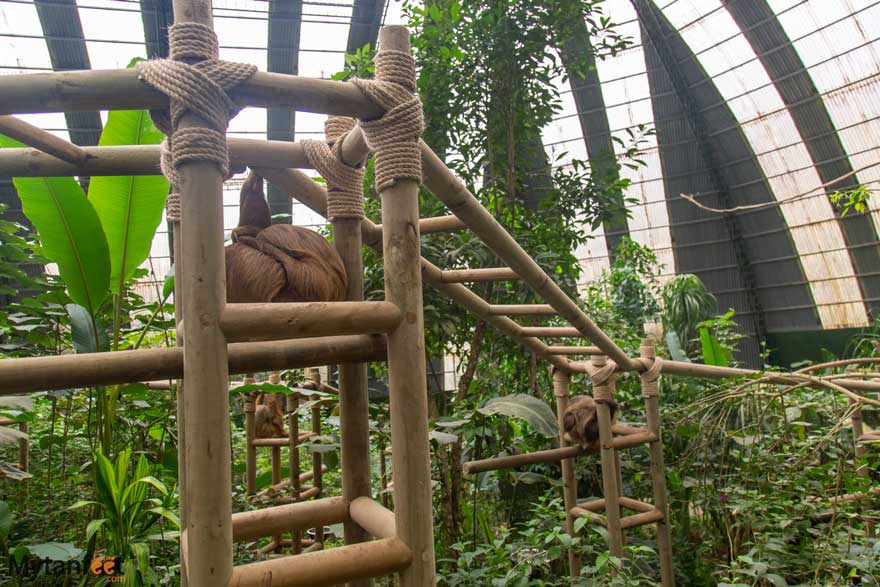 Selvatura park sloth center