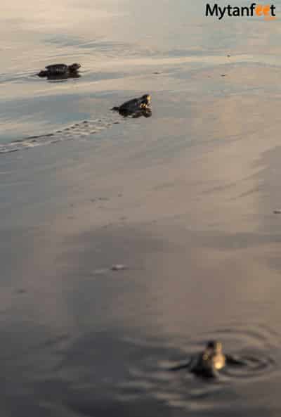 Ostional Wildlife Refuge - baby sea turtles