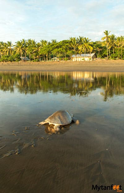 Ostional wildlife Refuge - Playa Ostional Costa Rica turtle coming to shore during the day