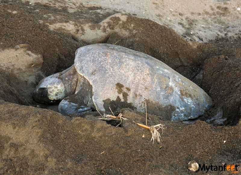 Ostional wildlife Refuge - female sea turtle laying eggs