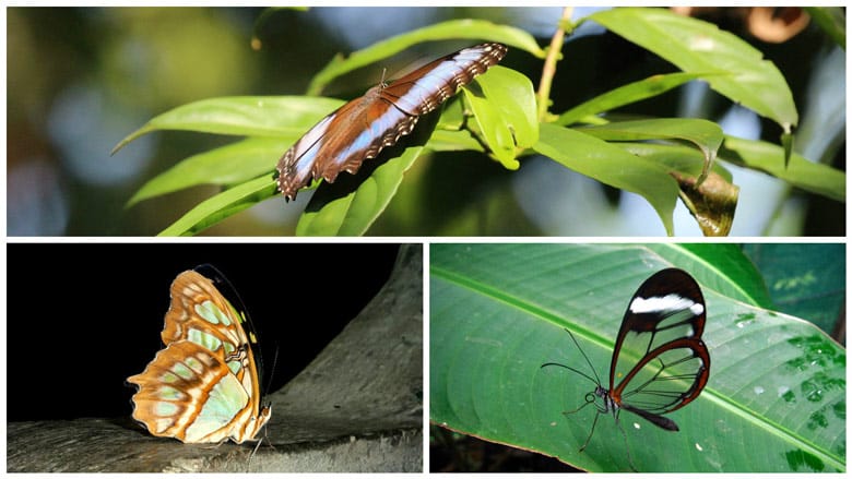 insects in costa rica - butterflies