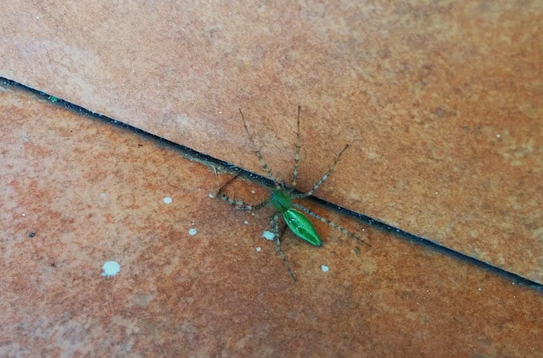 insects in costa rica - green spider