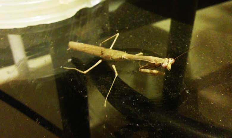 insects in costa rica - praying mantis