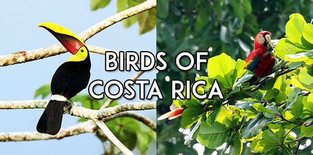 birds of costa rica