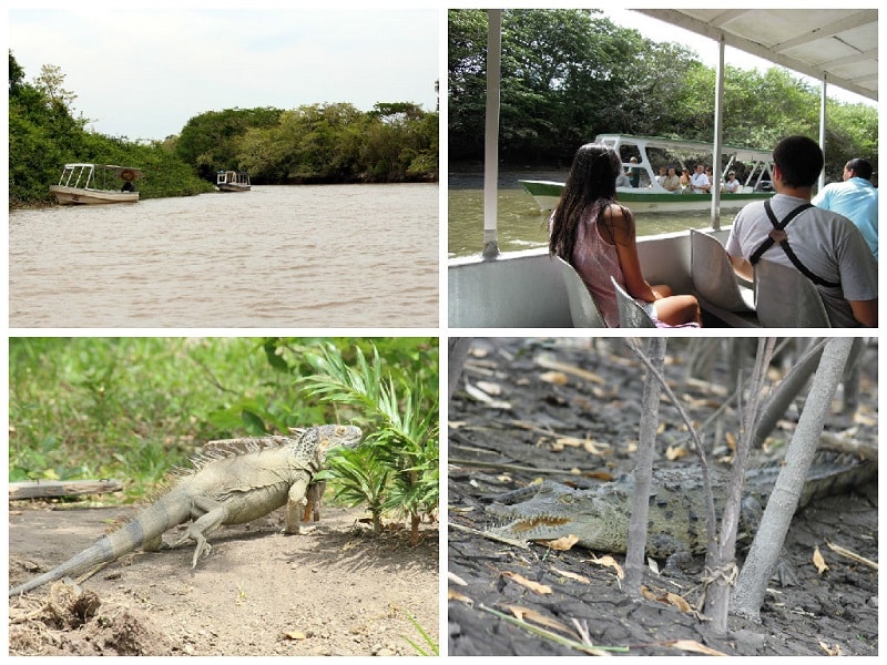 best day trips from playas del coco palo verde national park