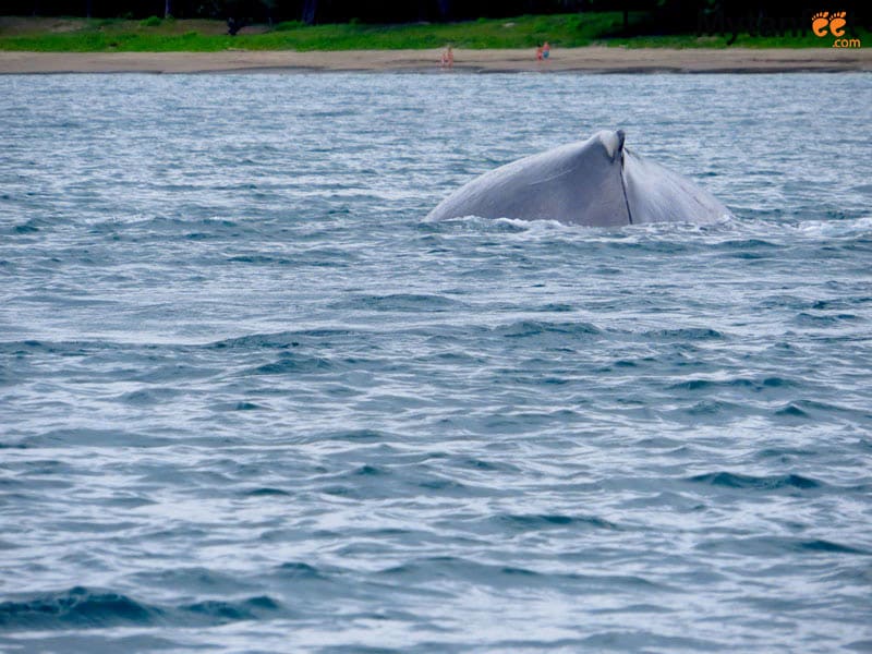 costa rica in rainy season - humpback whale