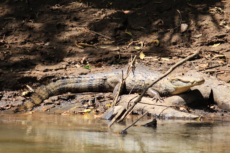 Rio Frio Safari Float - caiman