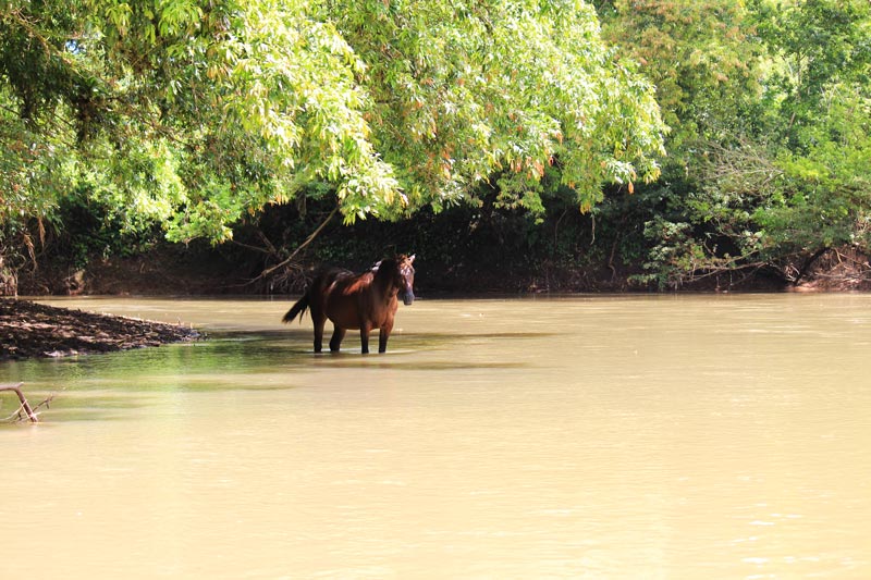 Rio Frio Safari Float - horse