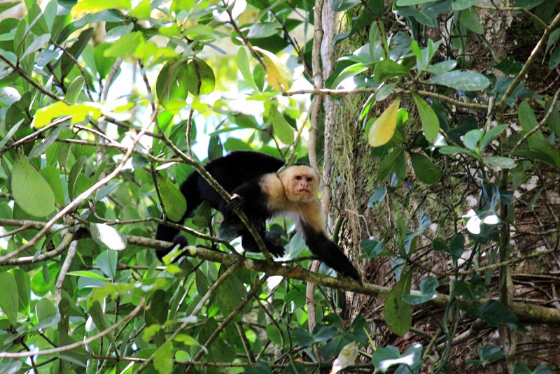 里约热内卢Frio Safari浮动阿雷纳——白脸猴啊r capuchin