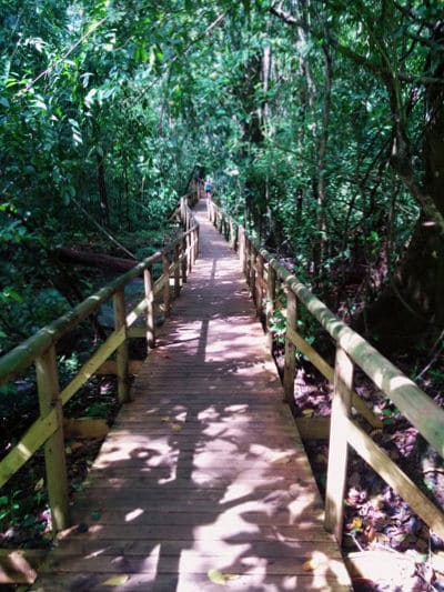 The complete guide to hiking Manuel Antonio National Park - sloth trail