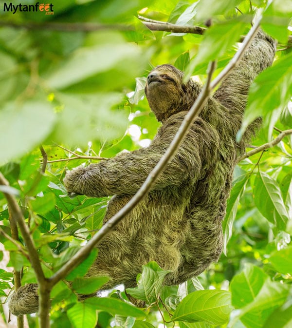 where to see sloths in Costa Rica - male 3 toed sloth