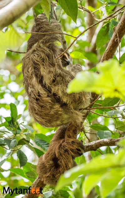 where to see sloths in Costa Rica - mom and baby 3 toed sloth in Uvita