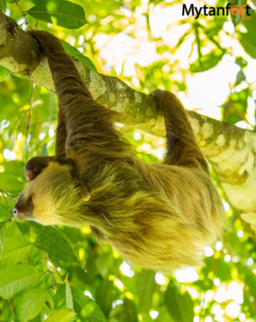 where to see sloths in costa rica - 2 toed sloth and baby