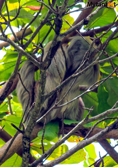 where to see sloths in costa rica - 2 toed sloth in matapalo
