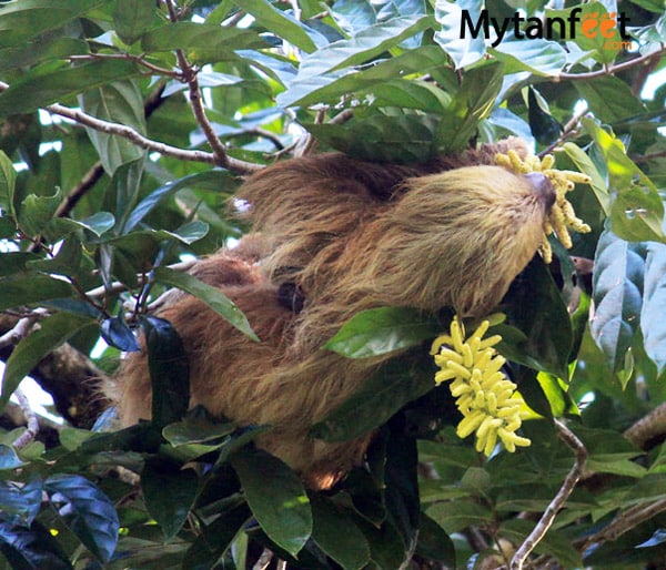 where to see sloths in costa rica - mom and baby 2 toed sloth manuel antonio national park