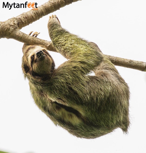 where to see sloths in costa rica - 3 toed sloth manuel antonio