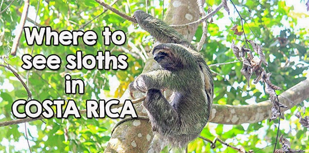 where to see sloths in costa rica - tips for the best places to see sloths