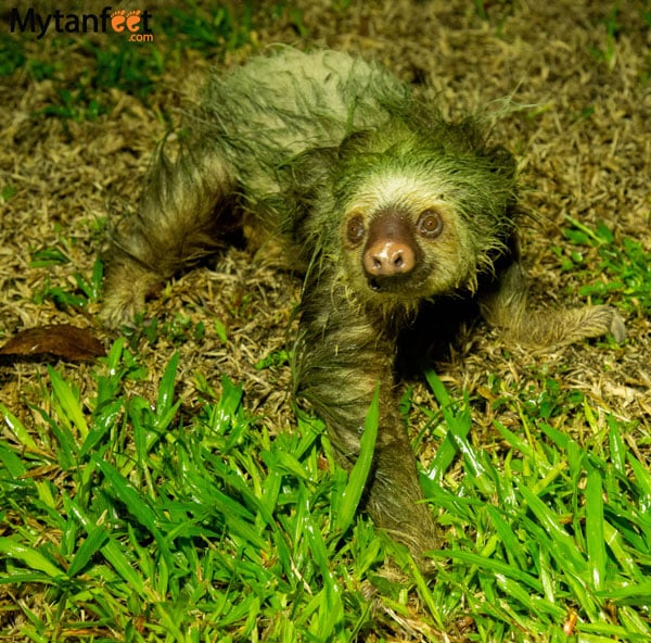 where to see sloths in costa rica - female 2 toed sloth walking in arenal
