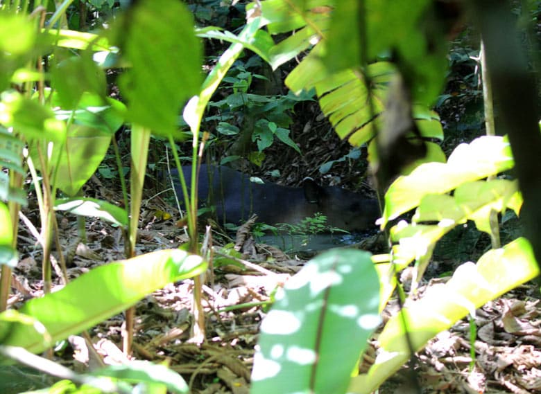 San Pedrillo and Sirena Station in Corcovado National Park - tapir