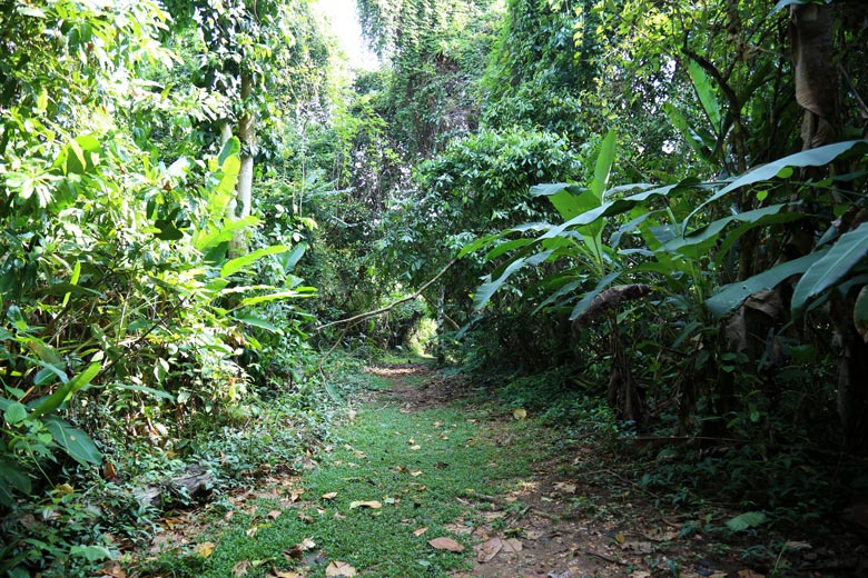 casa corcovado jungle lodge - san pedrillo trail