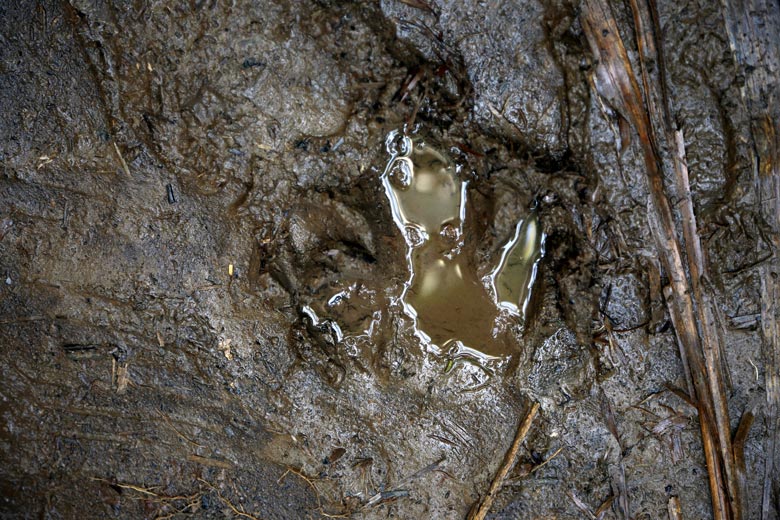 casa corcovado jungle lodge - tapir footprint