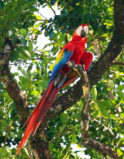 tranquilo lodge - scarlet macaws