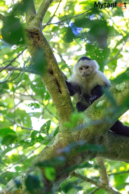 Carara National Park Animals - monkey