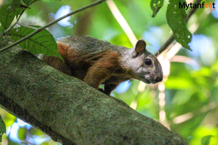 Carara National Park Animals - squirrel