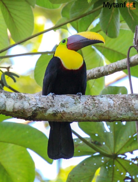 Carara National Park Animals - toucan