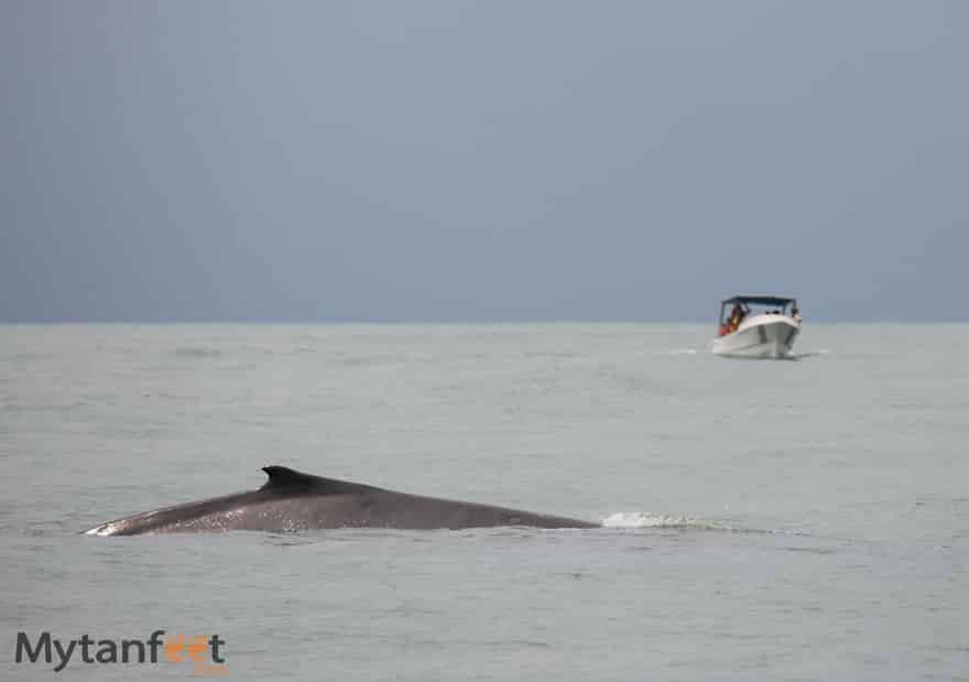 Costa rica wildlife - humpback whale