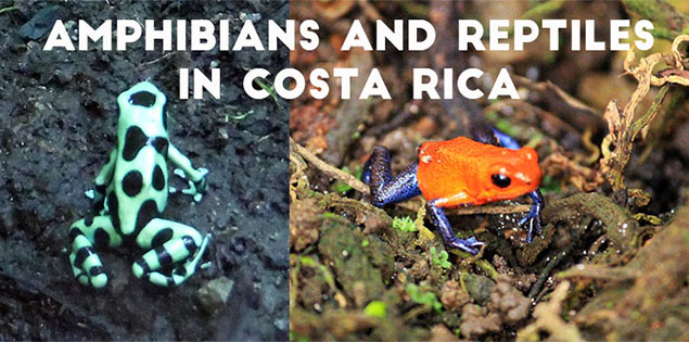 costa rican amphibians and reptiles