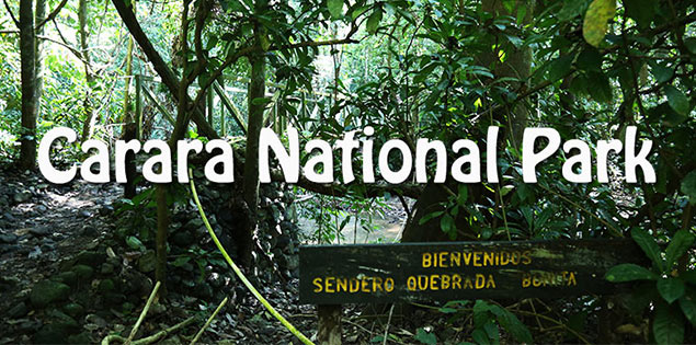 tips for visiting carara national park