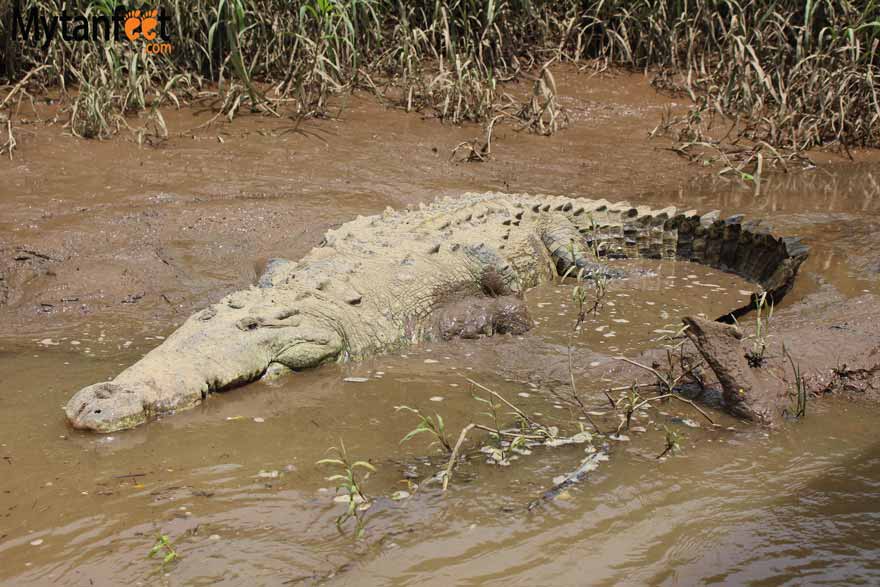 costa rica wildlife - crocodile