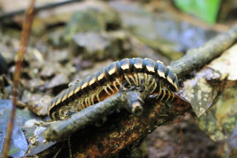 insects of costa rica - millipedes and centipedes