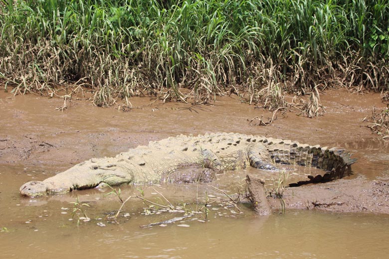 reptiles in costa rica - american crocodile