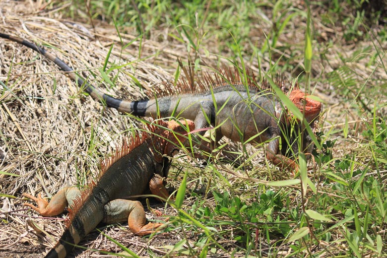 reptiles in costa rica - black spiny tailed iguana