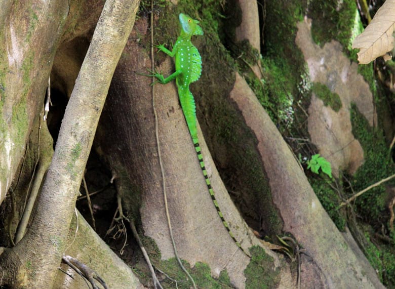 reptiles in costa rica - common basilisk or jesus christ lizard