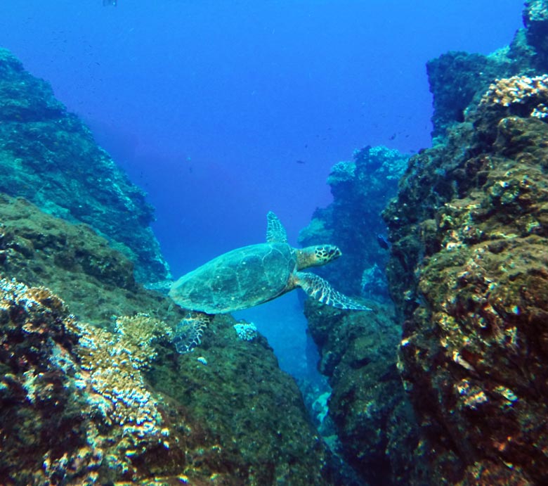 reptiles in costa rica - sea turtle