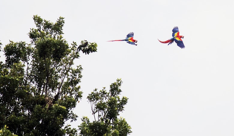 what its like to live in jaco - Scarlet Macaws. FInd out what living in Jaco is like