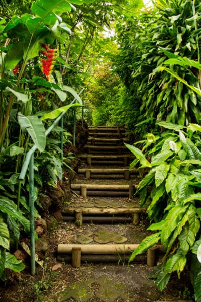 Hotel bougainvillea in Heredia - Garden trails