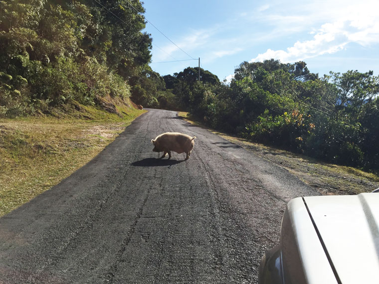 You Know you've been living in Costa Rica when you see a pig crossing the street