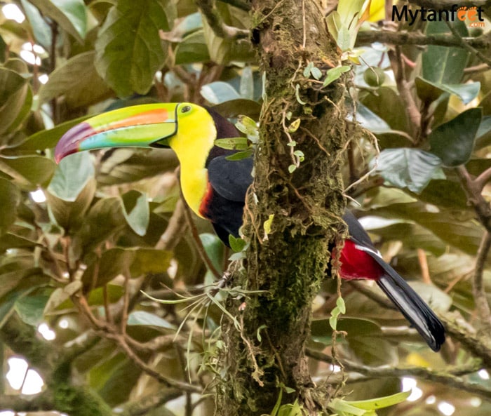 Keel billed toucan Costa Rica