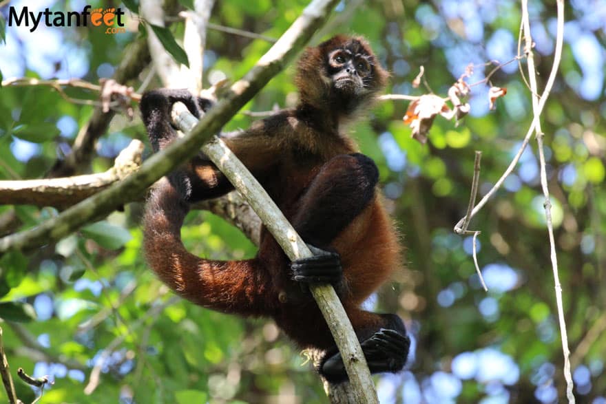 Monkeys in Costa Rica - Spider monkey