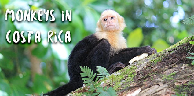 Monkeys in Costa Rica: Where to see the 4 species of monkeys