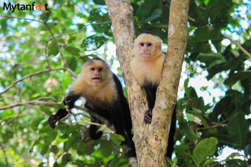 Monkeys in Costa Rica - white face or capuchin monkeys