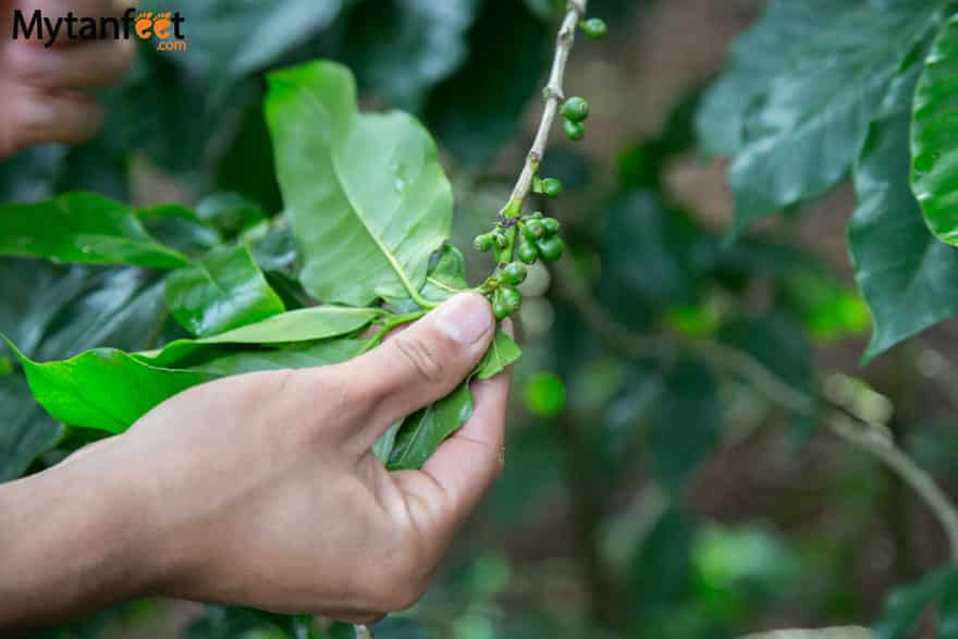 Day trips from San Jose, Costa Rica - coffee tour