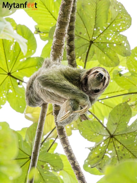 things to do in Manuel Antonio - sloth