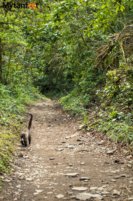 Hiking Monteverde Cloud Forest Reserve - coati