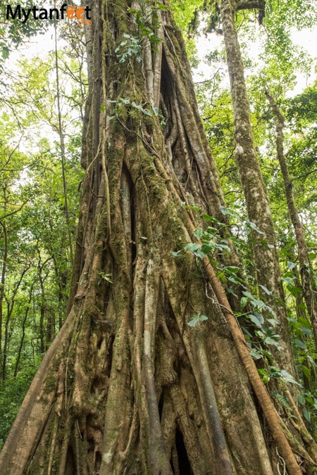 Hiking Monteverde Cloud Forest Reserve - ficus