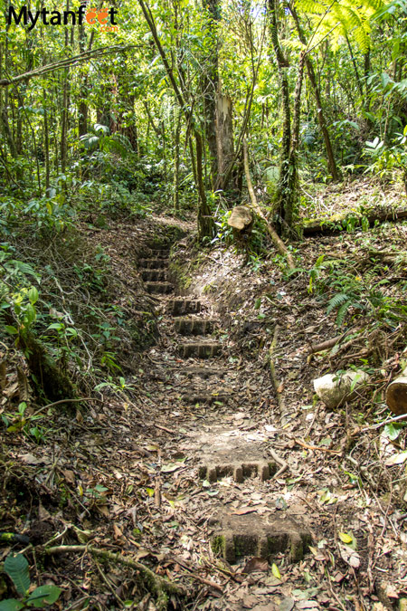 Hiking Monteverde Cloud Forest Reserve - roble
